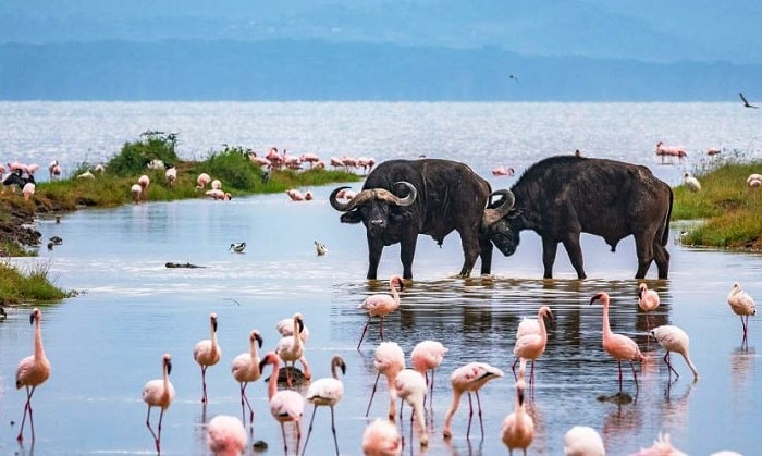 5 Day Safari Adventure: Maasai Mara & Lake Nakuru